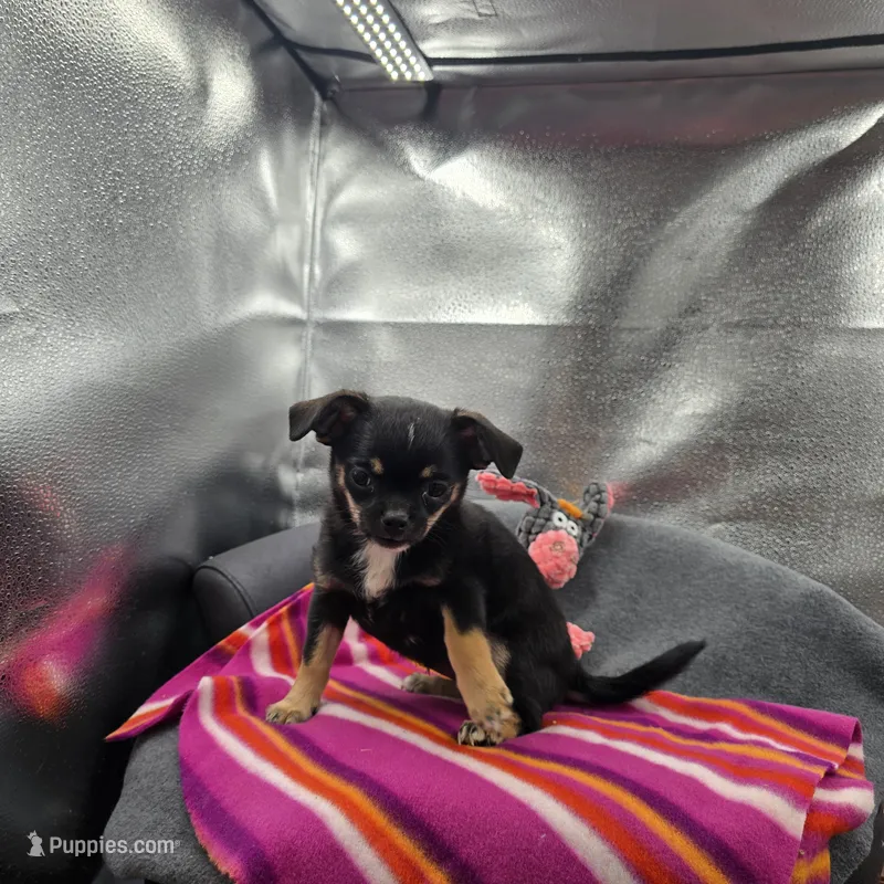 Full AKC Winnie f2 – Chihuahua puppy for sale in Cullowhee, NC