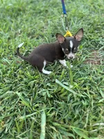  Tripp  male full AKC , a male Chihuahua for sale in Cullowhee, NC – 8 of 10