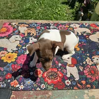 Cupcake chocolate male, a male Toy Fox Terrier for sale in Cullowhee, NC – 6 of 10