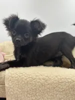 Full Akc Juliette Female1, a female Chihuahua for sale in Cullowhee, NC – 9 of 9