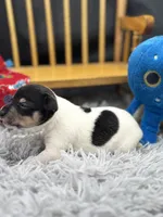 Topanga Male 1 , a male Toy Fox Terrier for sale in Cullowhee, NC – 6 of 10
