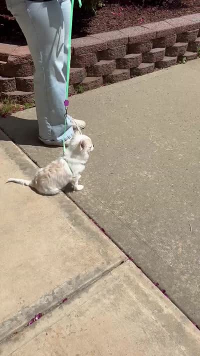 Cotton Full AKC, a male Chihuahua for sale in Cullowhee, NC – 2 of 9