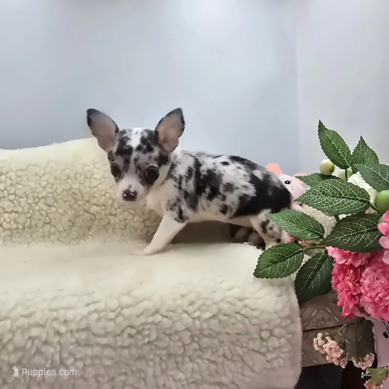 Selina female full AKC  – Chihuahua puppy for sale in Cullowhee, NC