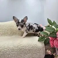 Selina female full AKC , a female Chihuahua for sale in Cullowhee, NC – 1 of 10