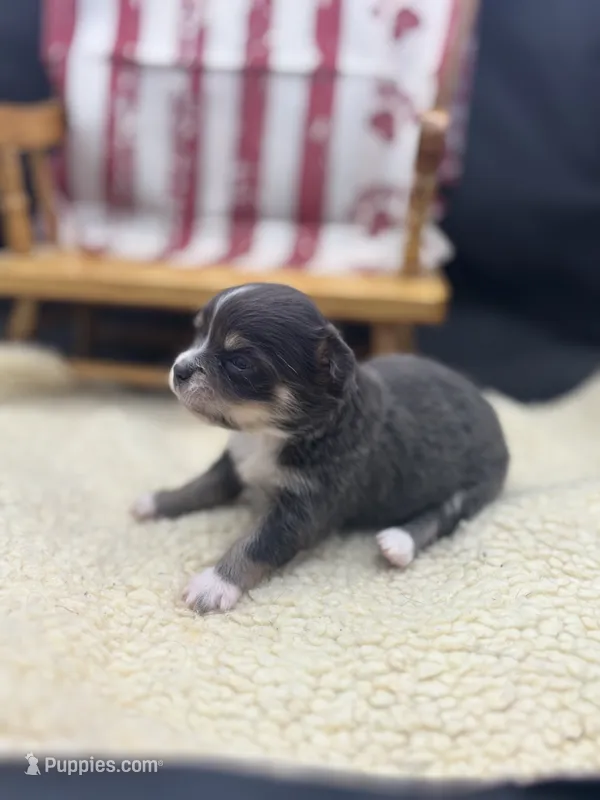 Freyas female full AKC  – Chihuahua puppy for sale in Cullowhee, NC