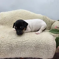 Cupcake tri female , a female Toy Fox Terrier for sale in Cullowhee, NC – 5 of 10