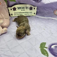Full Akc Dixie Sable Merle, a male Chihuahua for sale in Cullowhee, NC – 1 of 10