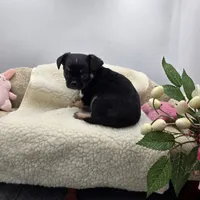 Full AKC Winnie f2, a female Chihuahua for sale in Cullowhee, NC – 4 of 8