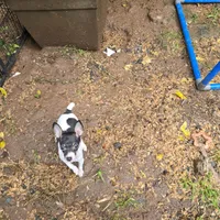Gidget, a female Toy Fox Terrier for sale in Cullowhee, NC – 2 of 9