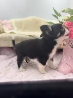 Full AKC Jack Male , a male Chihuahua for sale in Cullowhee, NC – 6 of 10