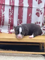 Freyas chocolate male full AKC , a male Chihuahua for sale in Cullowhee, NC – 7 of 10