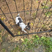 Gidget, a female Toy Fox Terrier for sale in Cullowhee, NC – 6 of 9