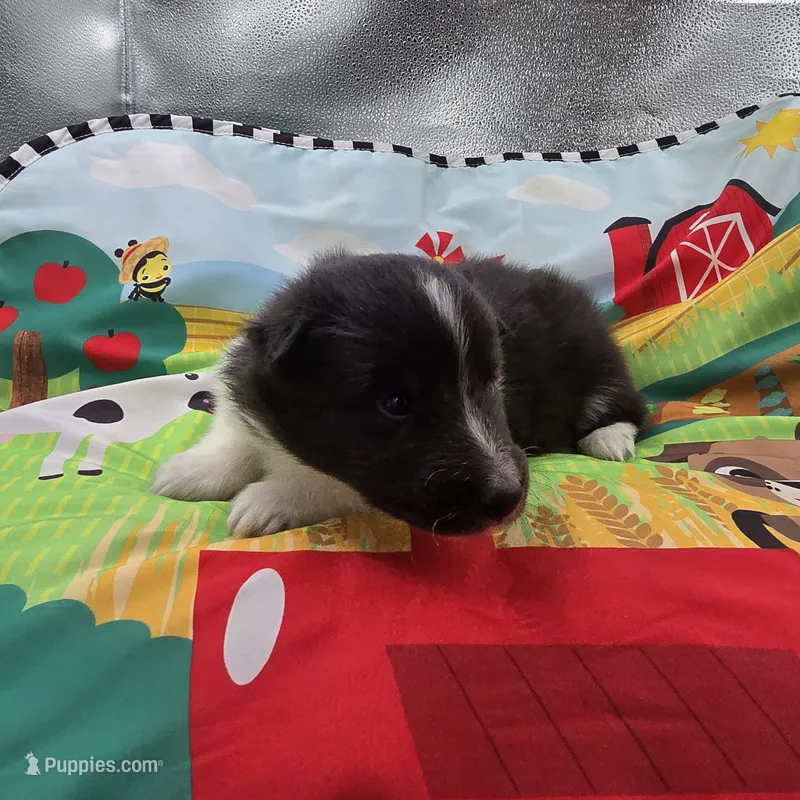 Farrah's Bi-blk female full Akc – Shetland Sheepdog puppy for sale in Cullowhee, NC