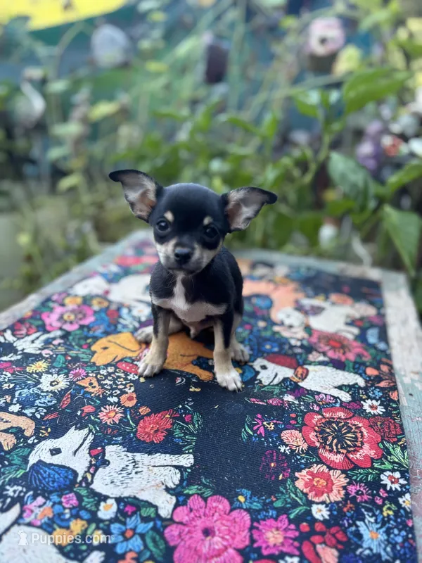 Caroline m1 – Chihuahua puppy for sale in Cullowhee, NC