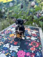 Caroline m1, a male Chihuahua for sale in Cullowhee, NC – 1 of 10
