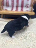 Freya male AKC tri , a male Chihuahua for sale in Cullowhee, NC – 7 of 10