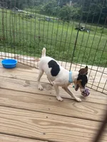 No papers Mini's Male # 4, a male Toy Fox Terrier for sale in Cullowhee, NC – 3 of 8