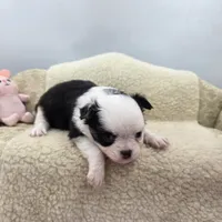 Kitkat Full Akc Champion sire male, a male Chihuahua for sale in Cullowhee, NC – 4 of 10