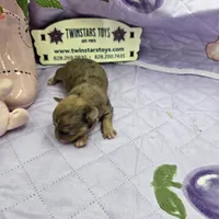 Full Akc Dixie Sable Merle, a male Chihuahua for sale in Cullowhee, NC – 4 of 10
