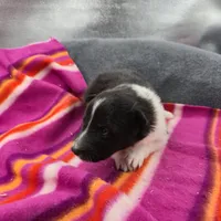 Farrah's Bi-blk female full Akc, a female Shetland Sheepdog for sale in Cullowhee, NC – 7 of 10