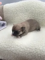 Full AKC Summer Female2, a female Chihuahua for sale in Cullowhee, NC – 10 of 10