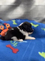 Lucy male black and white full AKC , a male Shetland Sheepdog for sale in Cullowhee, NC – 4 of 10