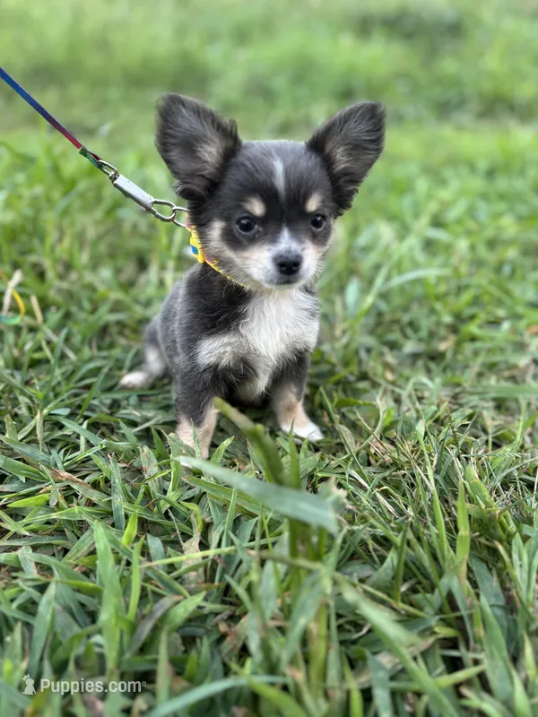 bambi blue tri  female long coat full AKC  – Chihuahua puppy for sale in Cullowhee, NC