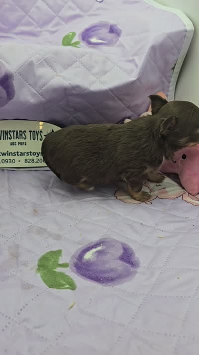 Full Akc Dixie chocolate and tan long coat, a male Chihuahua for sale in Cullowhee, NC – 2 of 10