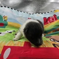 Farrah full Akc female Bi-blk, a female Shetland Sheepdog for sale in Cullowhee, NC – 10 of 10