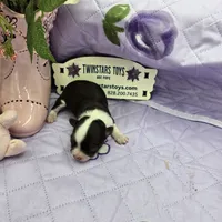 Full Akc Prim's chocolate girl, a female Chihuahua for sale in Cullowhee, NC – 4 of 10