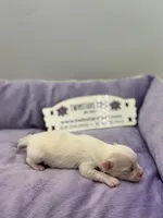 KitKat M1 Full AKC, a male Chihuahua for sale in Cullowhee, NC – Photo 8 of 10