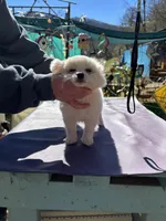 KitKat M1 Full AKC, a male Chihuahua for sale in Cullowhee, NC – Photo 7 of 10