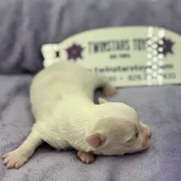 KitKat M1 Full AKC, a male Chihuahua for sale in Cullowhee, NC – Photo 5 of 10