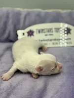 KitKat M1 Full AKC, a male Chihuahua for sale in Cullowhee, NC – Photo 5 of 10