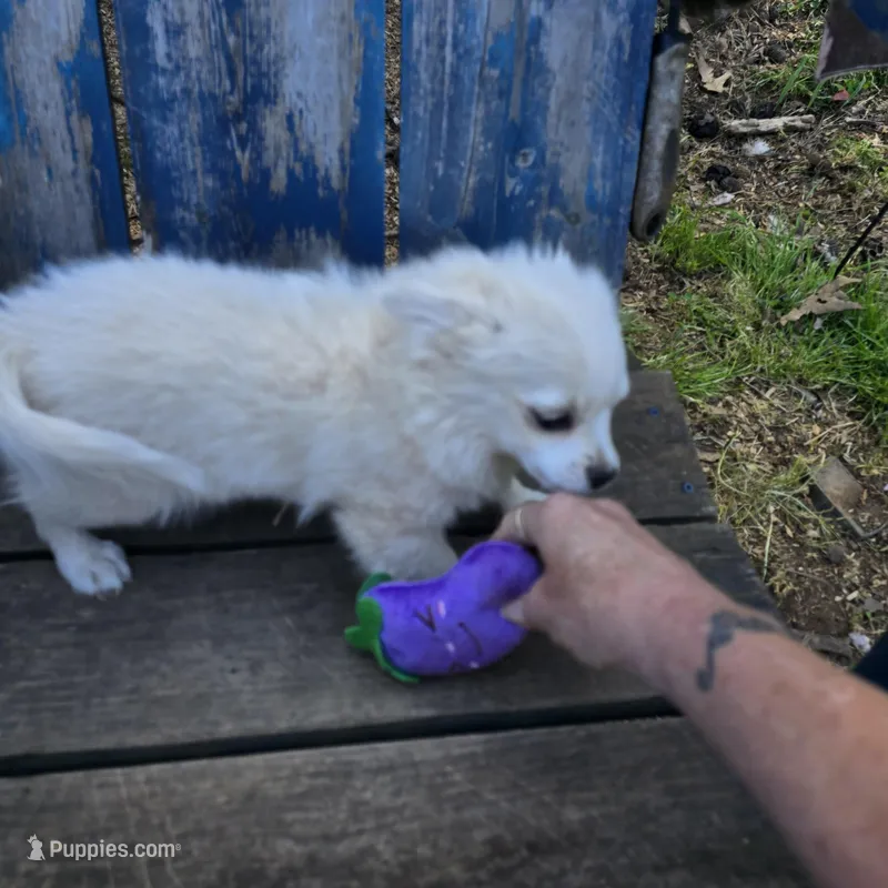 Cotton Full AKC – Chihuahua puppy for sale in Cullowhee, NC