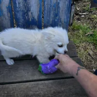 Cotton Full AKC, a male Chihuahua for sale in Cullowhee, NC – Photo 2 of 9
