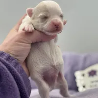 KitKat M1 Full AKC, a male Chihuahua for sale in Cullowhee, NC – Photo 10 of 10