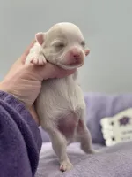 KitKat M1 Full AKC, a male Chihuahua for sale in Cullowhee, NC – Photo 10 of 10