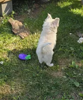 Cotton Full AKC, a male Chihuahua for sale in Cullowhee, NC – Photo 7 of 9