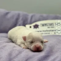 KitKat M1 Full AKC, a male Chihuahua for sale in Cullowhee, NC – Photo 1 of 10