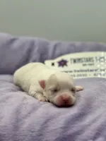 KitKat M1 Full AKC, a male Chihuahua for sale in Cullowhee, NC – Photo 1 of 10