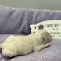 KitKat M1 Full AKC, a male Chihuahua for sale in Cullowhee, NC – Photo 6 of 10