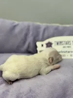 KitKat M1 Full AKC, a male Chihuahua for sale in Cullowhee, NC – Photo 6 of 10