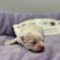 KitKat M1 Full AKC, a male Chihuahua for sale in Cullowhee, NC – Photo 4 of 10