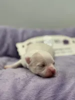 KitKat M1 Full AKC, a male Chihuahua for sale in Cullowhee, NC – Photo 4 of 10