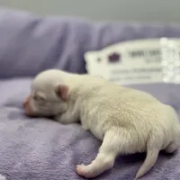 KitKat M1 Full AKC, a male Chihuahua for sale in Cullowhee, NC – Photo 3 of 10