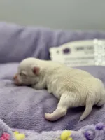 KitKat M1 Full AKC, a male Chihuahua for sale in Cullowhee, NC – Photo 3 of 10