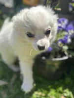 KitKat M1 Full AKC, a male Chihuahua for sale in Cullowhee, NC – Photo 4 of 10