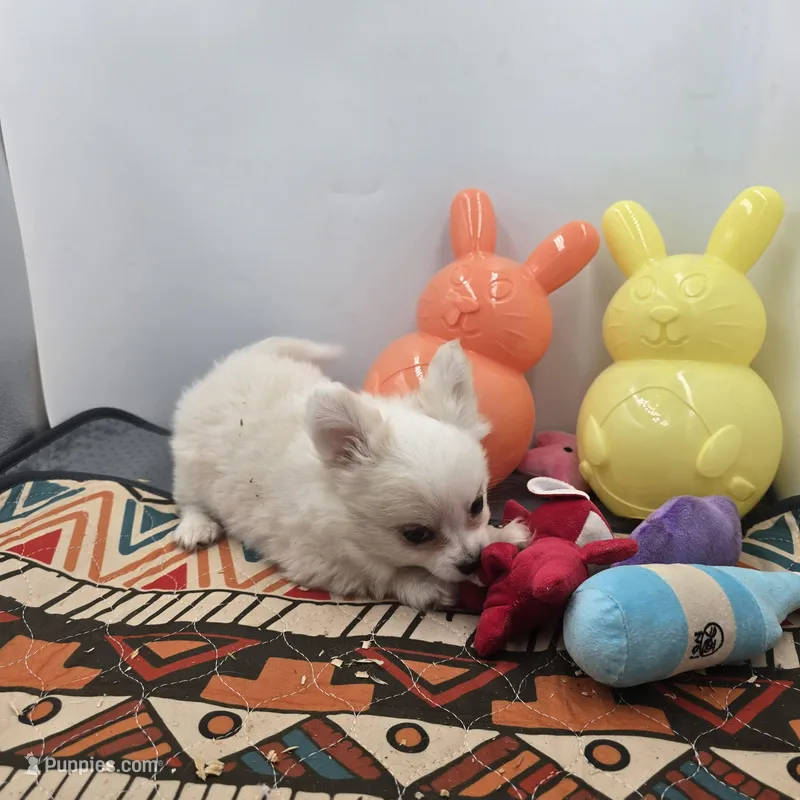 KitKat M1 Full AKC – Chihuahua puppy for sale in Cullowhee, NC