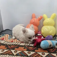 KitKat M1 Full AKC, a male Chihuahua for sale in Cullowhee, NC – Photo 5 of 10